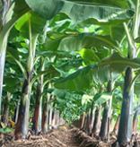 Frequently asked questions about banana tissue culture plants and Metrogen Biotech services