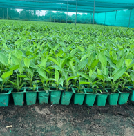 DBT approved high-quality banana tissue culture plants – disease-free and uniform growth