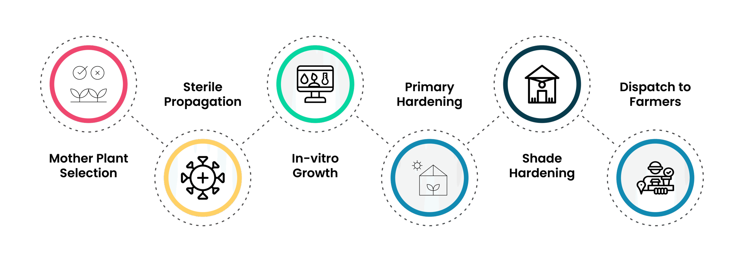 Tissue culture banana plant production process from lab to farm at Metrogen Biotech