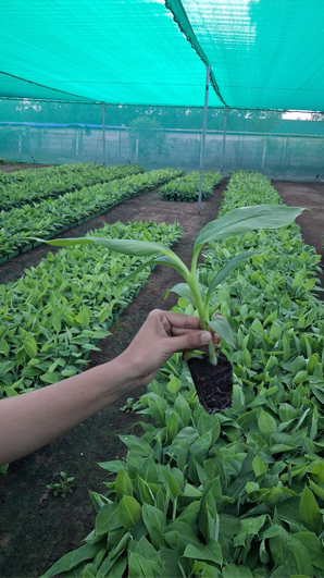 Metrogen Biotech core values of quality, trust, innovation, and sustainability in plant tissue culture