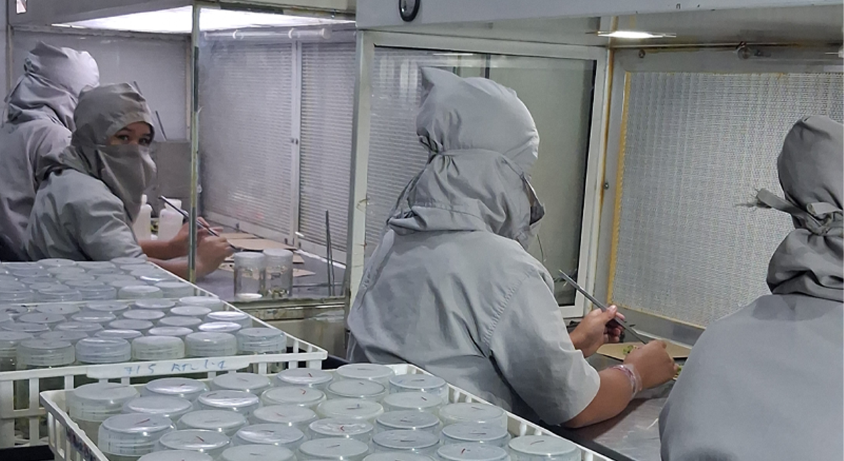 DBT-certified plant tissue culture laboratory of Metrogen Biotech in Gujarat producing disease-free banana plants