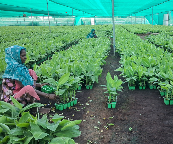 Metrogen Biotech mission to deliver DBT-approved, disease-free, and uniform tissue culture plants for higher yield and farmer satisfaction.