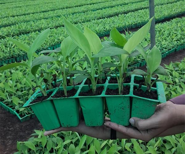 Metrogen Biotech vision to empower farmers through sustainable and innovative plant tissue culture