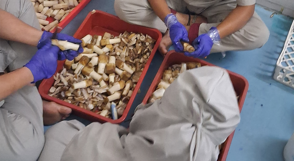 DBT-certified plant tissue culture laboratory of Metrogen Biotech in Gujarat producing disease-free banana plants