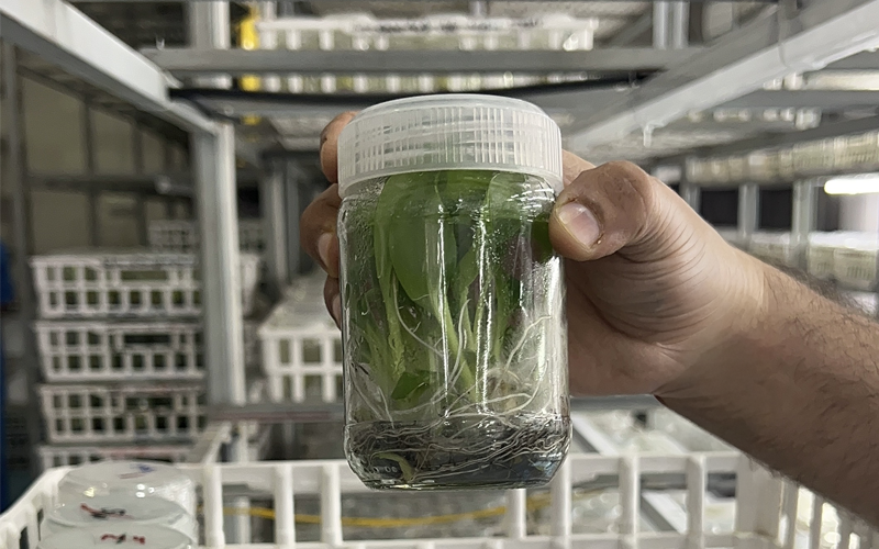 Healthy banana tissue culture plants