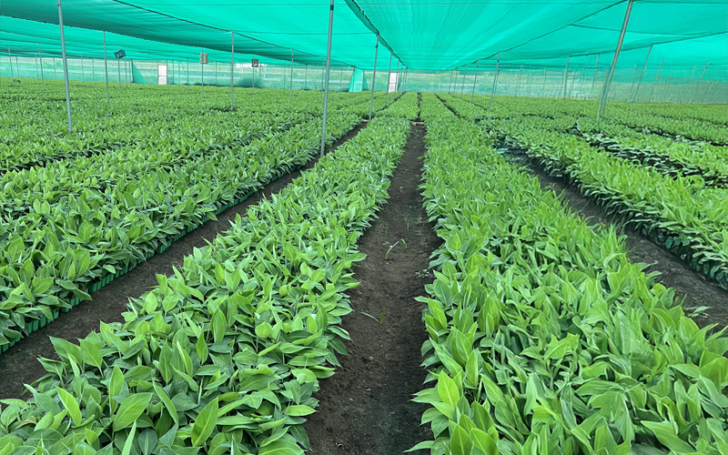 Banana tissue culture plants in greenhouse and shade net house at Metrogen Biotech