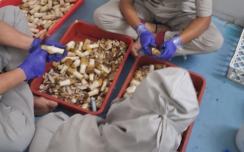 Inside Metrogen Biotech tissue culture laboratory with technicians and banana cultures